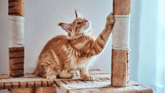 Salvam o sofá e melhoram o bem-estar. Conheça o poder dos arranhadores