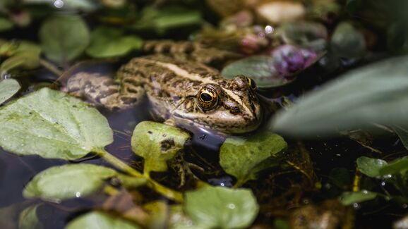 Amantes de animais: A Parques de Sintra vai organizar passeios para conhecer a fauna noturna