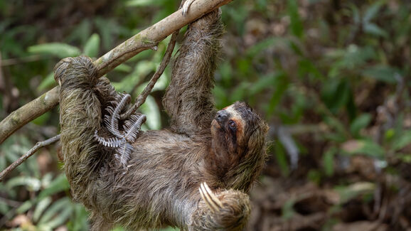 Hoje é o Dia da Preguiça! Conheça 6 curiosidades sobre estes animais tão peculiares