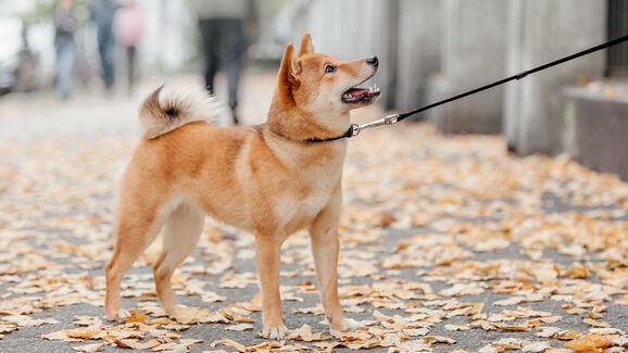 Uma boa trela faz maravilhas nos passeios com o seu patudo. E nós temos uma sugestão