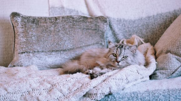 Pelos espalhados pela casa? Temos uma dica para si!