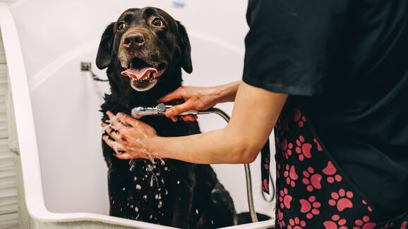 O seu patudo também merece um tratamento de spa! Surpreenda-o com um kit completo