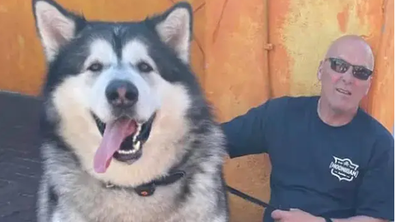 Este é o Mal. Tem 5 anos, é um malamute do Alasca... e já pesa 82 quilos!