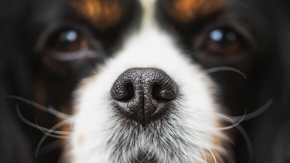O nariz do cão está quase sempre húmido. E há uma razão para isso
