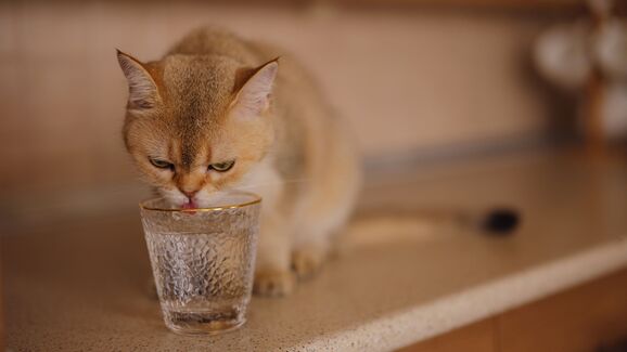 O seu gato não quer beber água? Temos algumas dicas que podem ajudar