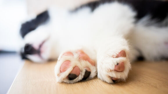 Fofas, macias e super importantes. Fique com 5 curiosidades sobre as 'almofadinhas' de cães e gatos