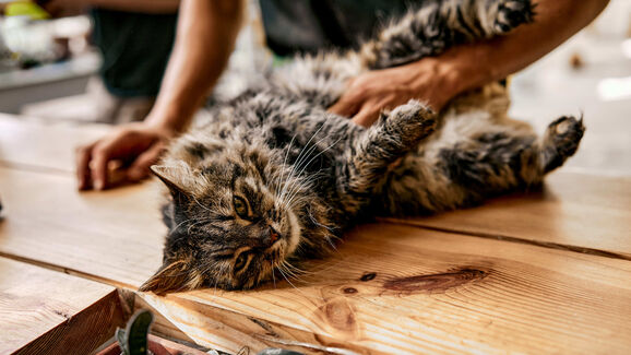 Diarreias e vómitos? Saiba o que fazer quando o seu animal fica com a barriga sensível