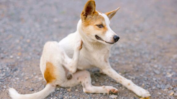 Queda de pelo anormal? O seu cão ou gato pode estar a sofrer de alopécia