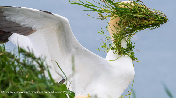 Prepare-se para muitas gargalhadas. Estes são os finalistas dos 'Comedy Wildlife Awards 2025'