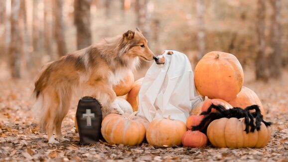 Os sapos causam verrugas? Os gatos pretos dão azar? Conheça 8 mitos animais associados ao Halloween