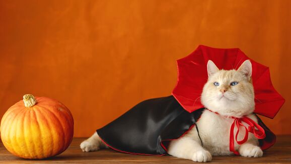 Gato veste disfarce de Halloween com abóbora