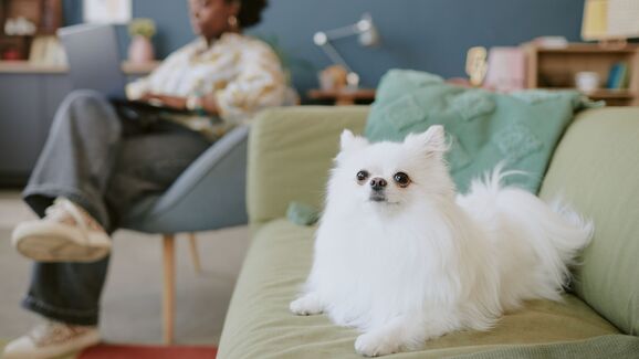 Raças caninas adaptáveis a apartamentos, como o Bichon Frisé e o Galgo