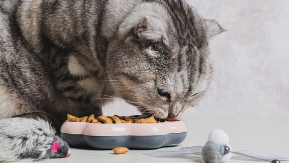 Fim de semana fora? Saiba como garantir que o seu gato se mantém bem alimentado