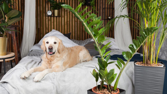 Há um novo hotel canino de luxo (e inteligente!) no Porto! Conheça a Dogga Residence