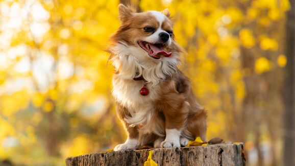 Os parasitas nunca tiram férias. Estes são os 7 mais comuns durante o Outono.
