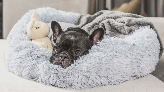 Há um ninho para cada patudo. E este promete longas sestas nos dias mais frios