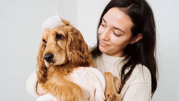 O seu cão não é fã de banhos? Temos uma solução para mantê-lo limpo e cheiroso