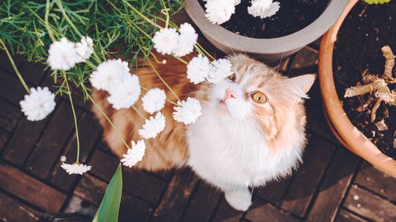 Sabia que os patudos também sofrem de alergias sazonais? Conheça as principais causas