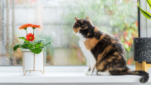 Outono não é sinónimo de tédio. Ajude o seu gato a manter-se ativo dentro de casa