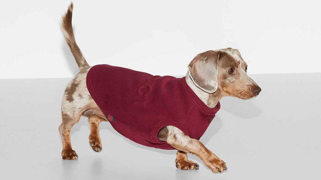 Gucci Pet Collection