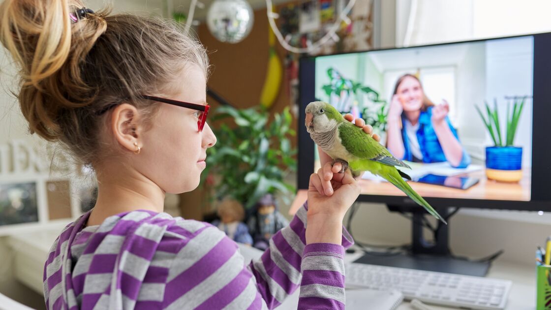 O frio está a chegar. Saiba como manter a sua ave saudável durante esta estação