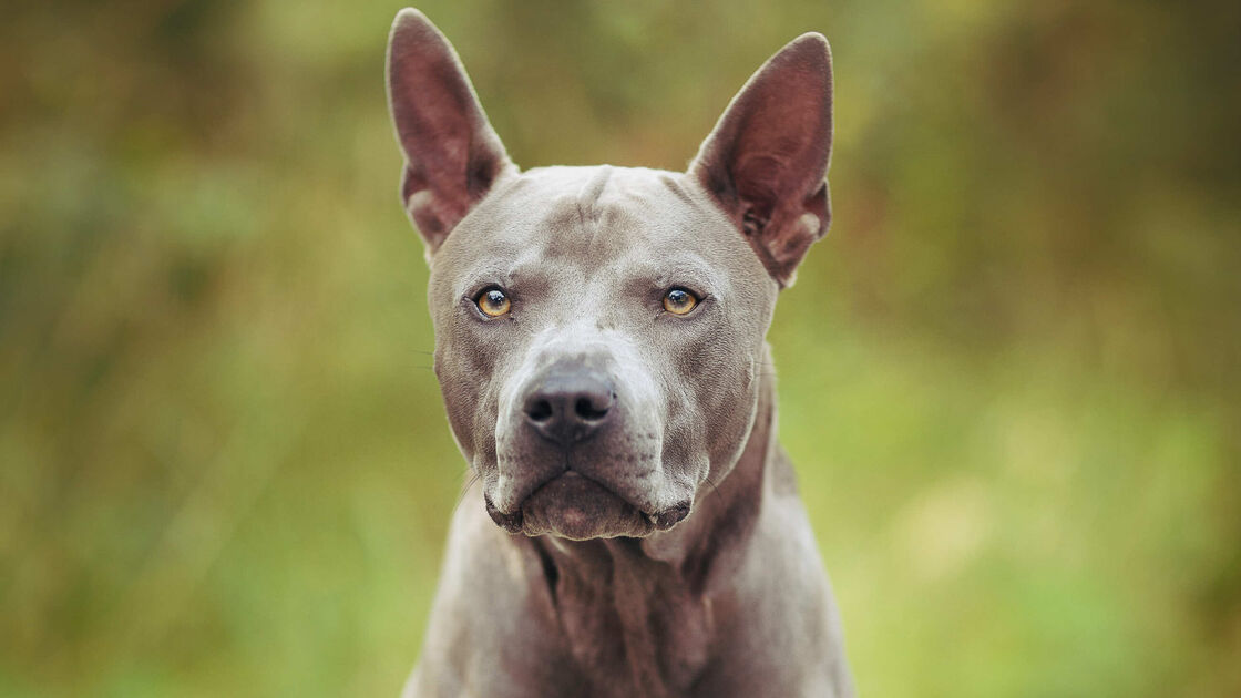 Thai Ridgeback