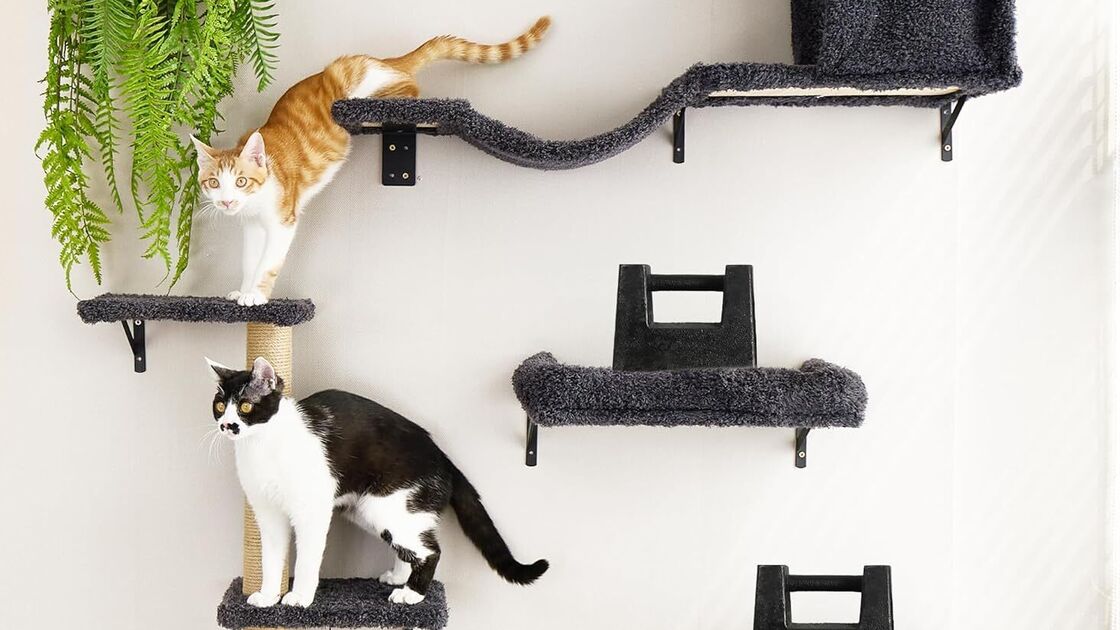 Suporte de parede para gatos aguenta até 18.14 kg