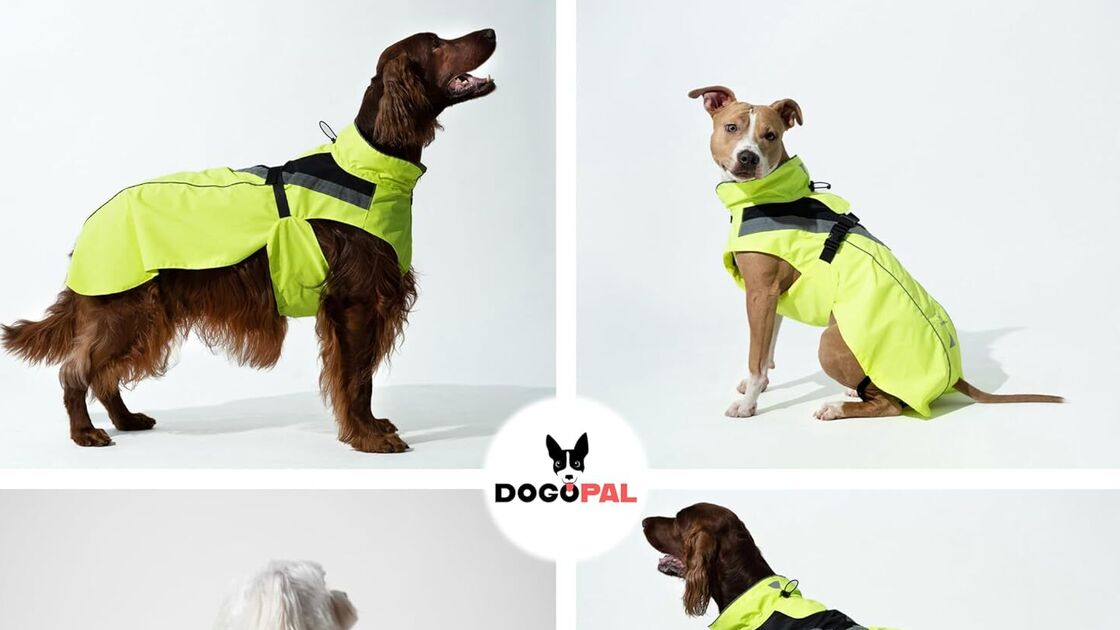 Cães usam capas impermeáveis, protegendo-se da chuva com estilo