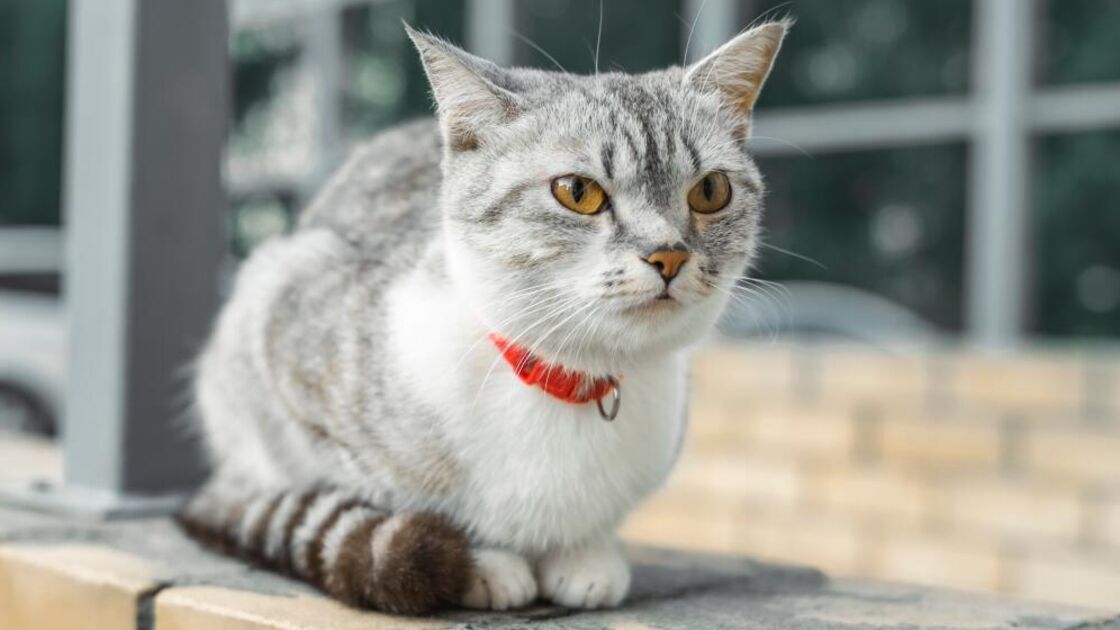 American Wirehair