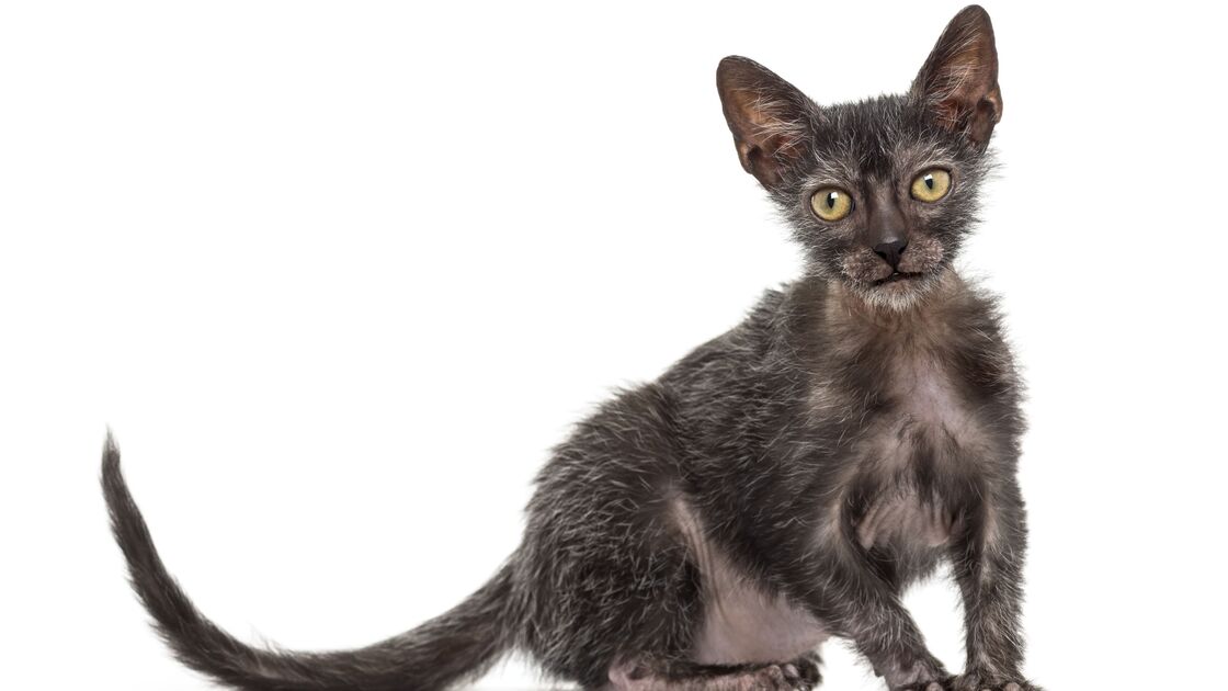 Lykoi