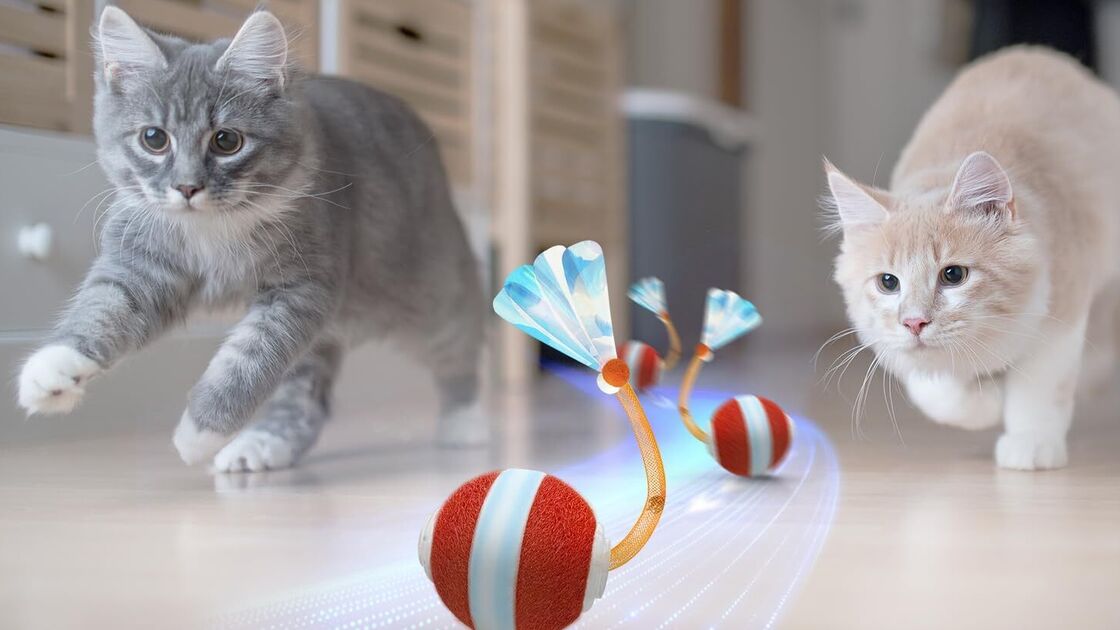 Gatos divertem-se com um brinquedo de movimento irregular, estimulando o instinto de caça.

