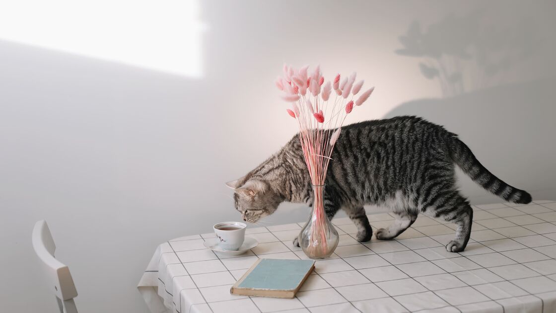 Patinhas traquinas. Afinal, porque é que os gatos adoram derrubar objetos? 