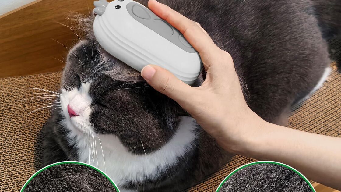 Eliminação eficaz de pelos soltos em gato com acessório próprio