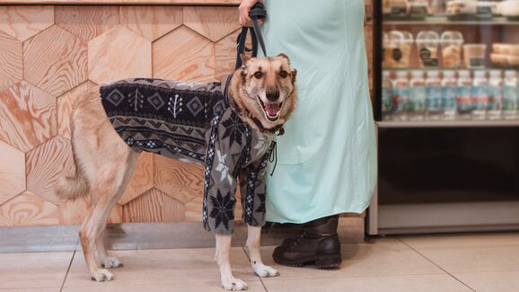 Animais ou modelos? Descubra 5 marcas de moda que vão deixar o seu cão cheio de estilo