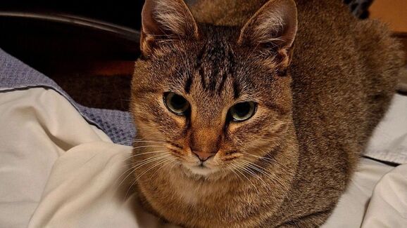 Um momento feliz. 4 meses depois de desaparecer o gato Smokey voltou para casa