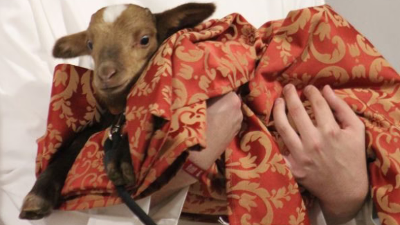 Padre de Torres Vedras foi surpreendido no aniversário... com uma ovelha