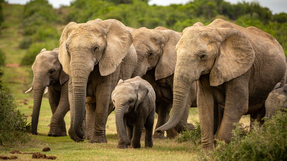 Há gigantes a caminho do Alentejo! O primeiro santuário europeu para elefantes abre portas em 2026