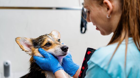 Novembro Azul Pet: a campanha que protege o melhor amigo do homem