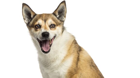 Do deserto ao gelo. Conheça as 5 raças de cães mais raras e surpreendentes do mundo