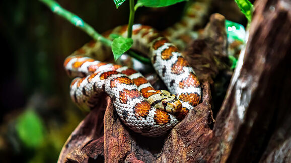 Mudança de pele: que cuidados deve ter com o seu réptil de estimação?
