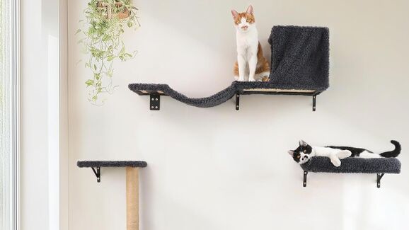 Ginásio vertical? Saiba porque é que o seu gato precisa de prateleiras