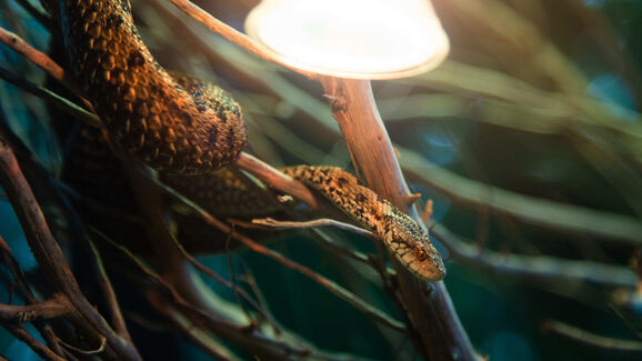 A luz UVB é essencial para manter os répteis saudáveis. Descubra porquê