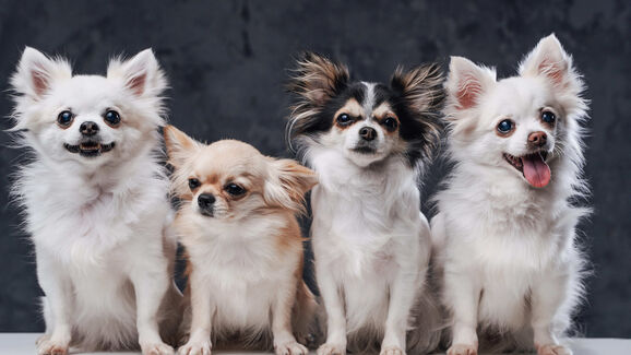 Cães pequenos, grandes desafios. 6 problemas de saúde a ter em conta