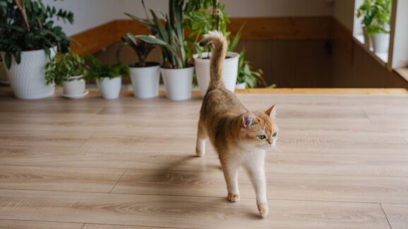 É verdade que os gatos são mais ativos durante a noite? Vamos desvendar este mito