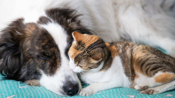 + info da área Estamos oficialmente na estação da sesta! Veja como o frio afeta o sono dos nossos patudos