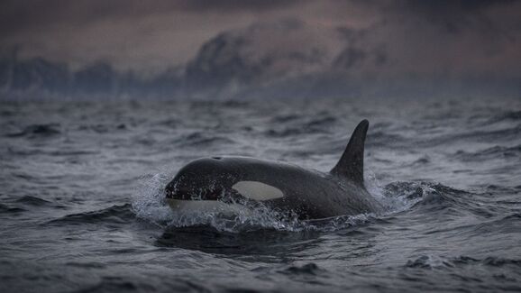 Emocionante! Foi captado o primeiro nascimento de uma Orca na natureza