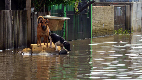 Tempestades e cheias andam de mãos dadas. Siga estas dicas para proteger os seus animais