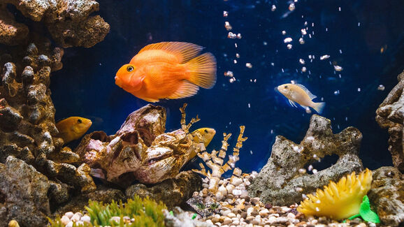 Se tem um aquário e passa pouco tempo em casa, este artigo é para si! 