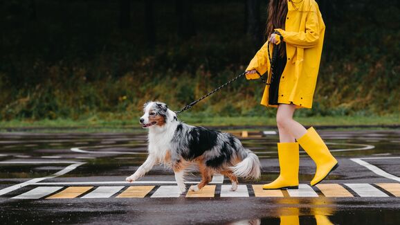 Poças à vista! Como proteger o pelo e as patas do seu cão nos dias de chuva