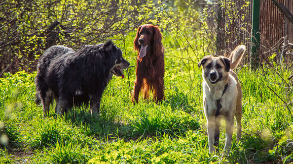 A ciência comprova! Os cães foram nossos companheiros de estrada desde sempre